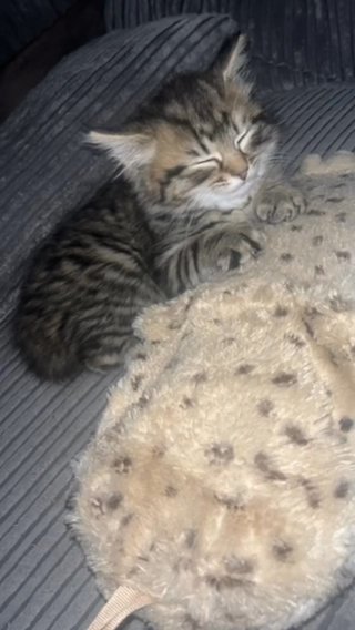 Kitten in Nottingham