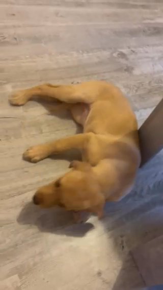 12 Week Old Lab Retriever in Kingston upon Hull