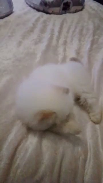 GCCF REGISTERED COLOURPOINT PERSIAN KITTENS in Glasgow