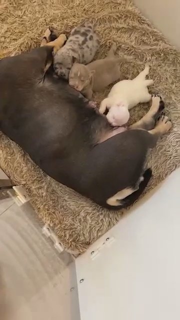 Microbully Litter