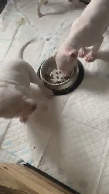 American Staffordshires 5 Weeks Old