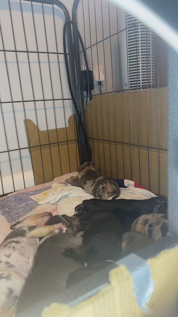 Staffy X Dachshund Pups For Sale