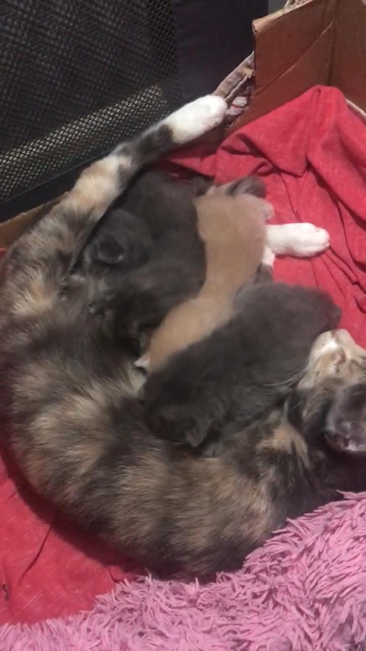 unique kittens
