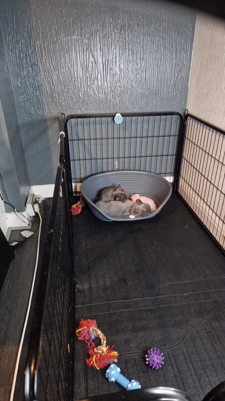 2 pups