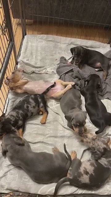 Staffy X Dachshund Pups For Sale