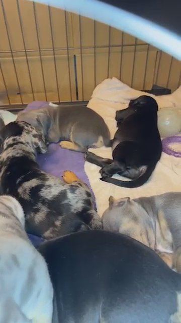 Staffy X Dachshund Pups For Sale