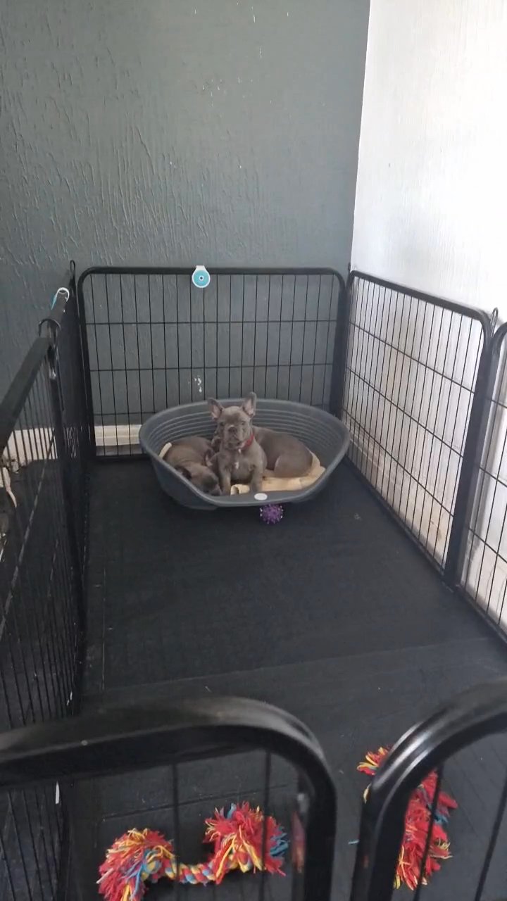 french bulldog 2 left 1 boy and 1 girl