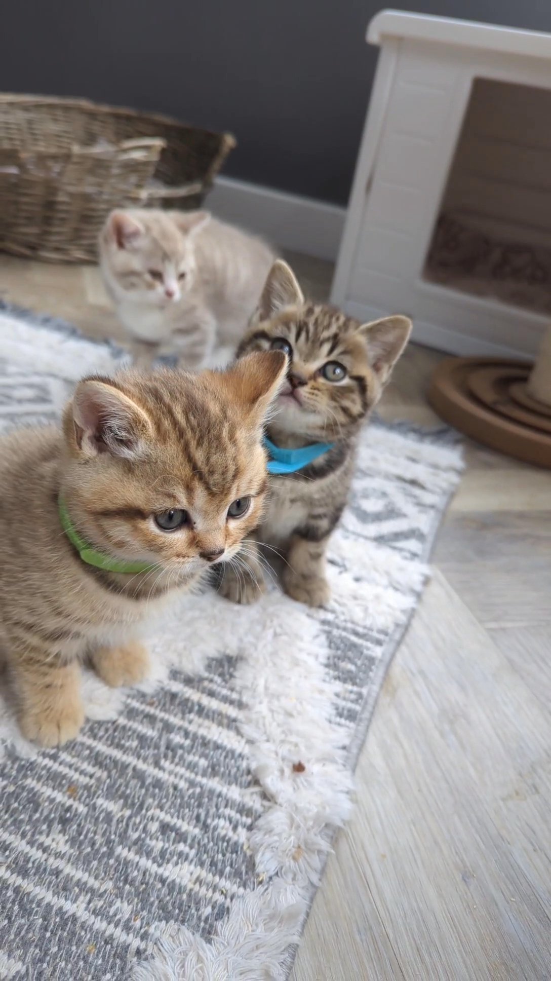 British shorthair kittens