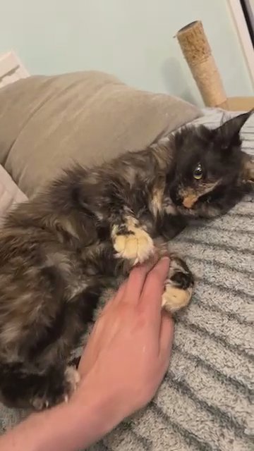 2 Years Old Maine Coon GCCF TICA registered