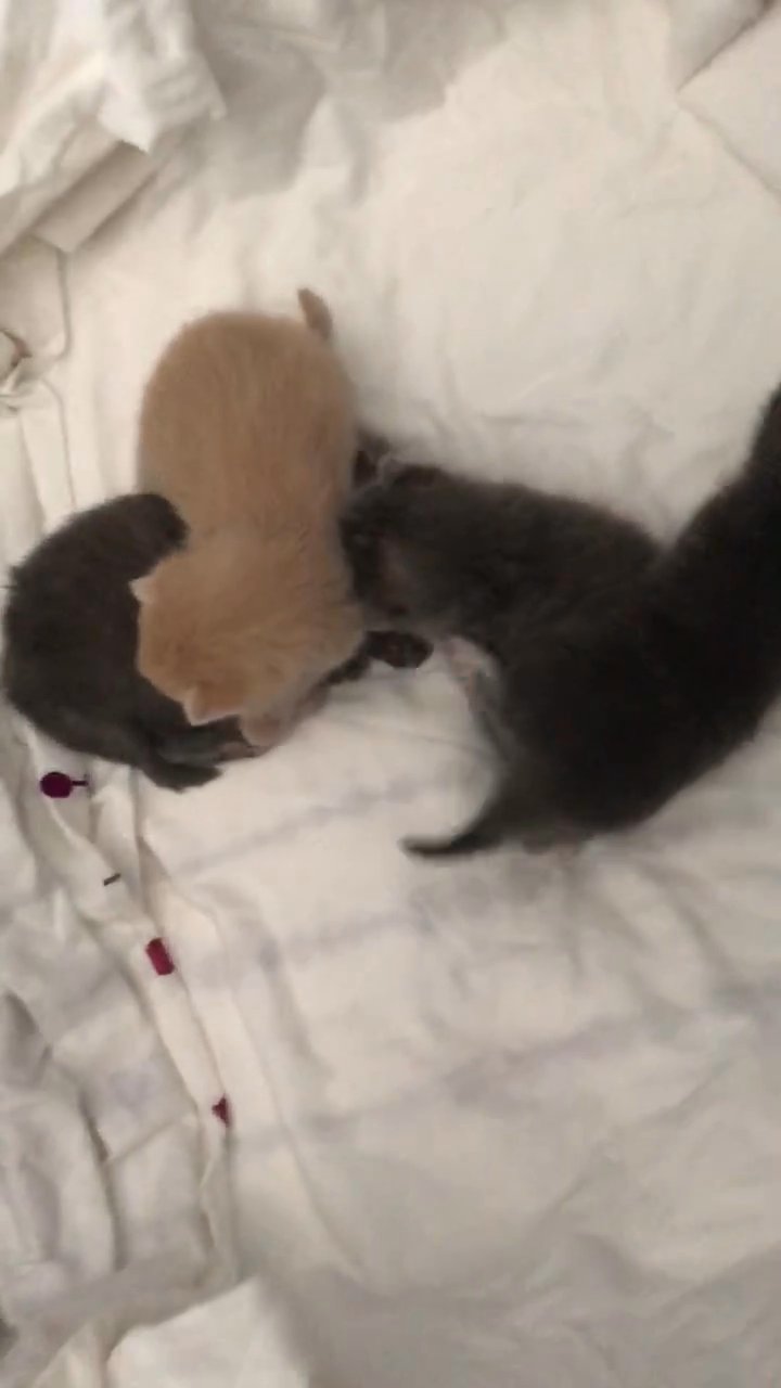 unique kittens ready to be viewed