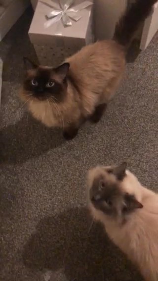 Ragdoll Stud in Bridgend