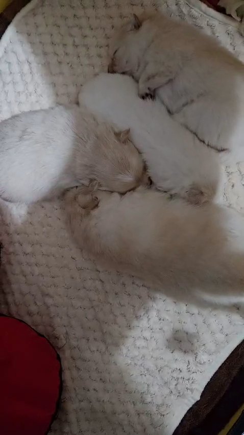4 Pomnarian Puppies for Sale in Birmingham