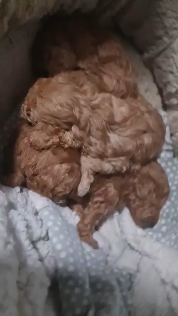 luxury kc toy poodle puppies DNA tested parents in London