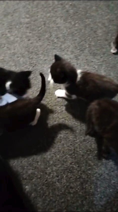 adorable kittens in London