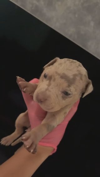 American Bully Puppies READY NOW in London