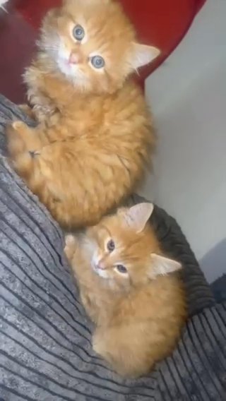 Kittens in Nottingham