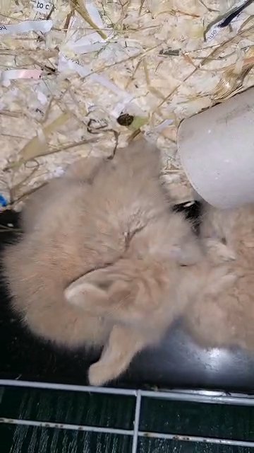 2 Mini Lionhead Lops for Sale in Birmingham