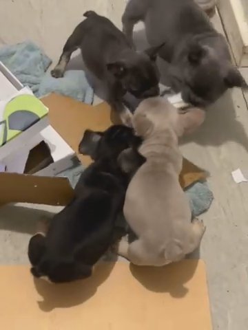 French Bull Dog Puppies ONLY 1 BOYS LEFT in North Somerset