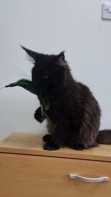 Maine Coon kitten in London