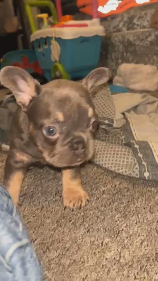 ?KC Female Frenchie Pup! in Nottingham