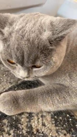 Selma-beautiful blue active girl for sale in Huntingdonshire