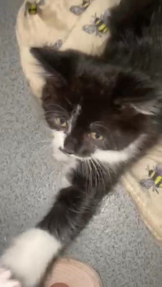 Kittens in London