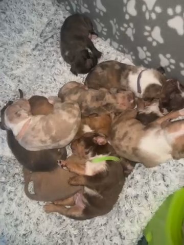 Standard American Bully Pups in Liverpool