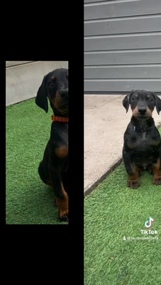 Doberman Pups in Liverpool