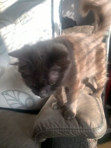 Mainecoon Cross in Bradford