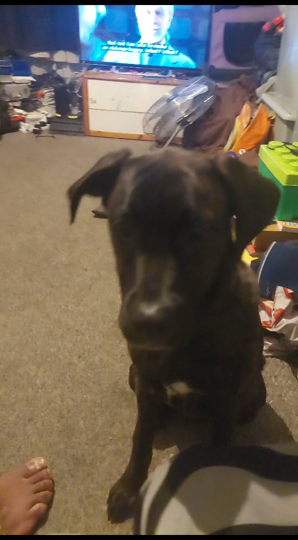 cane corso mix in Barking and Dagenham