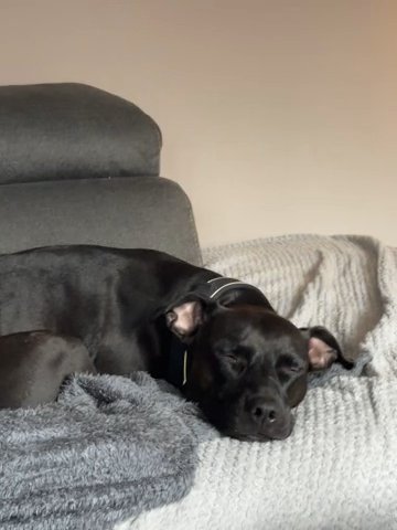 Staffie Cross Whippet in Newark and Sherwood
