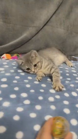British Shorthair Male in Birmingham
