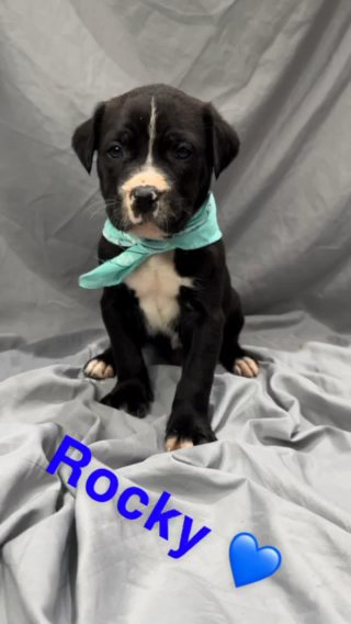 Staffordshire Bull Terrir X Bullmastiff Puppies in Bradford