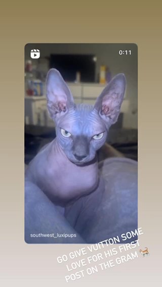 8 Month Old Blue Mink Spynx in Exeter