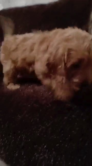 cockapoo puppies in Nottingham