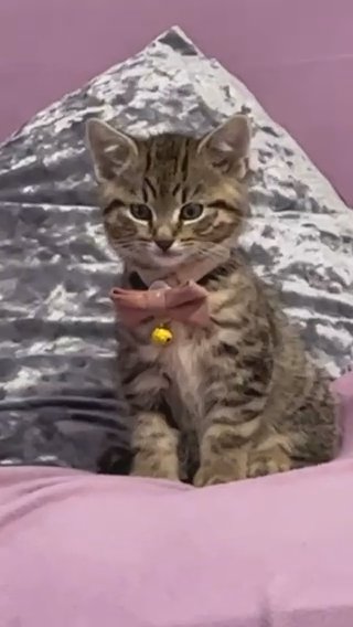 Cute Tabby Kitten And Cat in Birmingham