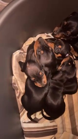 dachshund puppies in South Oxfordshire