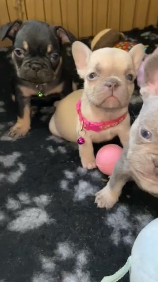 French Bulldog Pups Ready To Leave On 29th Jan in Basildon