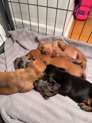 Miniature Dachshund 2 Stunning Boys Left!! in London