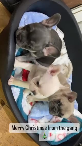 REDUCED French Bulldog’s Looking For A New Home in London