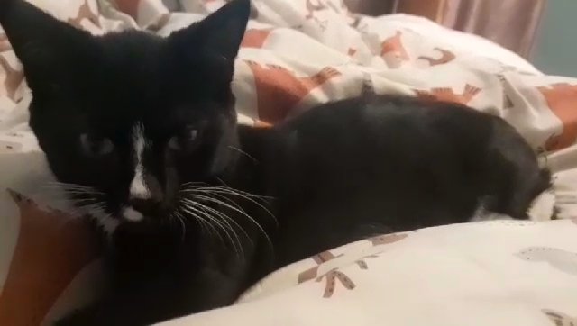 kitty (free to a good home) in Nuneaton & Bedworth