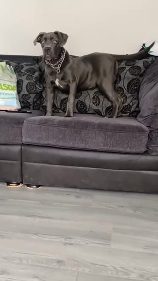 Narla The Cane Corso in Nottingham