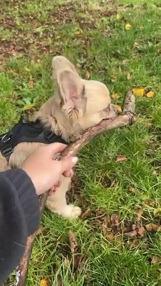 Fluffy Frenchie stud in London