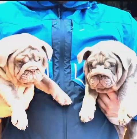 Female English Bulldogs in Wakefield
