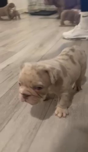 English Bulldog Pups in Glasgow