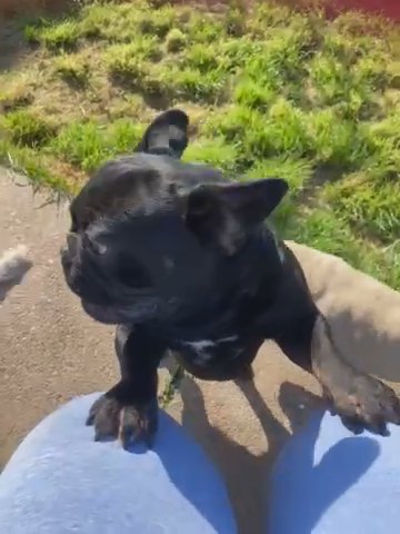 French Bulldog Male 21 Months Kc Fluffy Dna in Nottingham