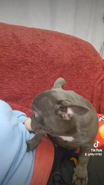 Chloe,Bruno,Gucci, Bella. in Wolverhampton