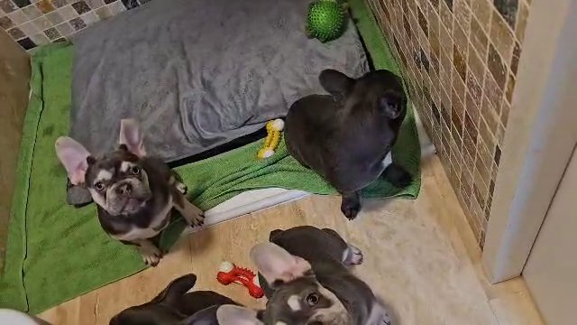 French bulldog puppies in Wolverhampton