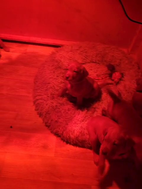 Hungarian vizsla puppies in Swale
