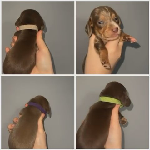 Miniature Dachshunds in Liverpool